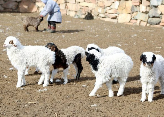 Улсын хэмжээнд 4,2 сая мал төллөж, бойжилт 98.9 хувьтай байна